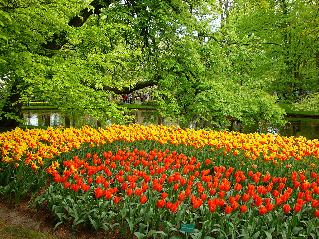  Keukenhof Tulip Gardens